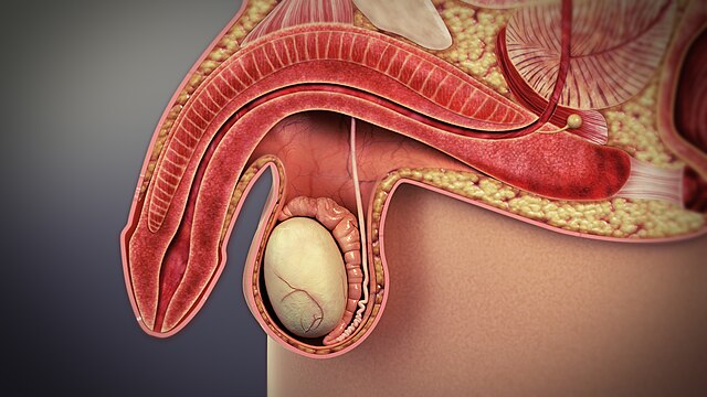 3D medical animation still showing the inability to develop or maintain an erection of the penis during sexual activity